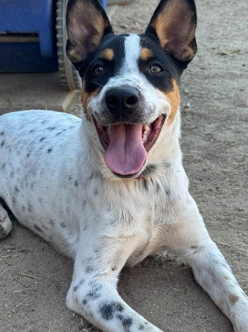 Photo of Luna, adoptable Australian Cattle Dog/Blue Heeler in Paso Robles, California