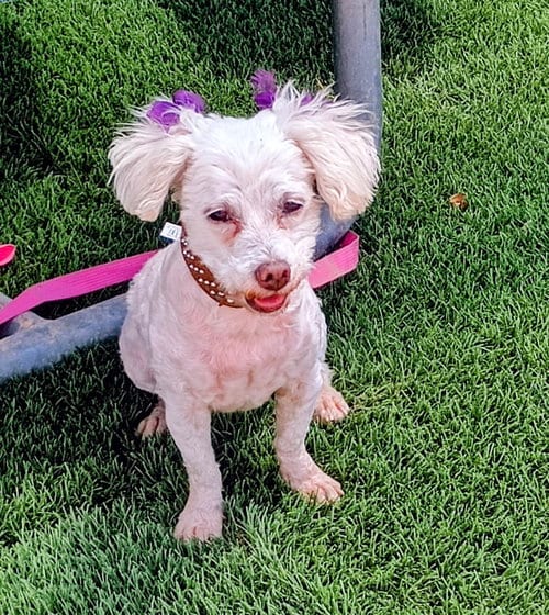 Photo of Stacy, adoptable Poodle (Miniature) in Apple Valley, California