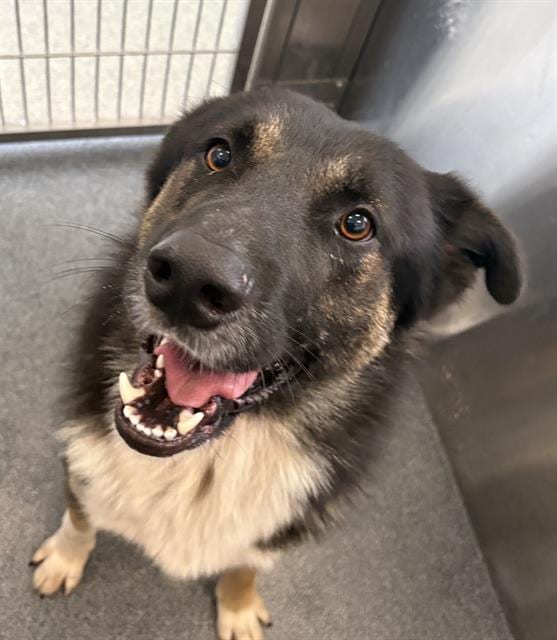 Photo of Finneas, adoptable German Shepherd Dog mix