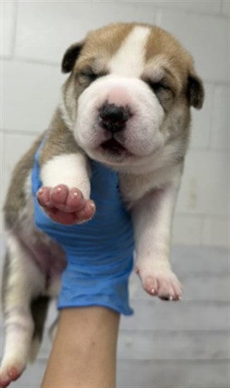 Photo of Galaxy, adoptable Pit Bull Terrier in San Bernardino, California