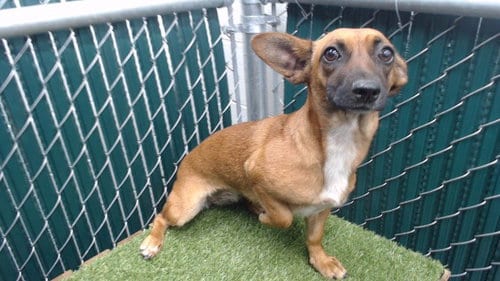 Photo of Chiquita, adoptable Belgian Shepherd Malinois in Downey, California