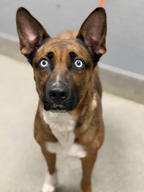 Photo of Astro, adoptable German Shepherd Dog in Las Vegas, Nevada