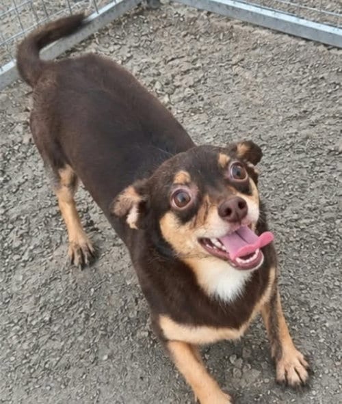 Photo of Celia, adoptable Chihuahua in Robbinsdale, Minnesota