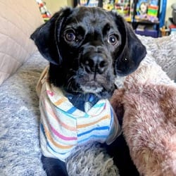 Photo of Pinecone, adoptable Feist Labrador Retriever in Frederick, Maryland