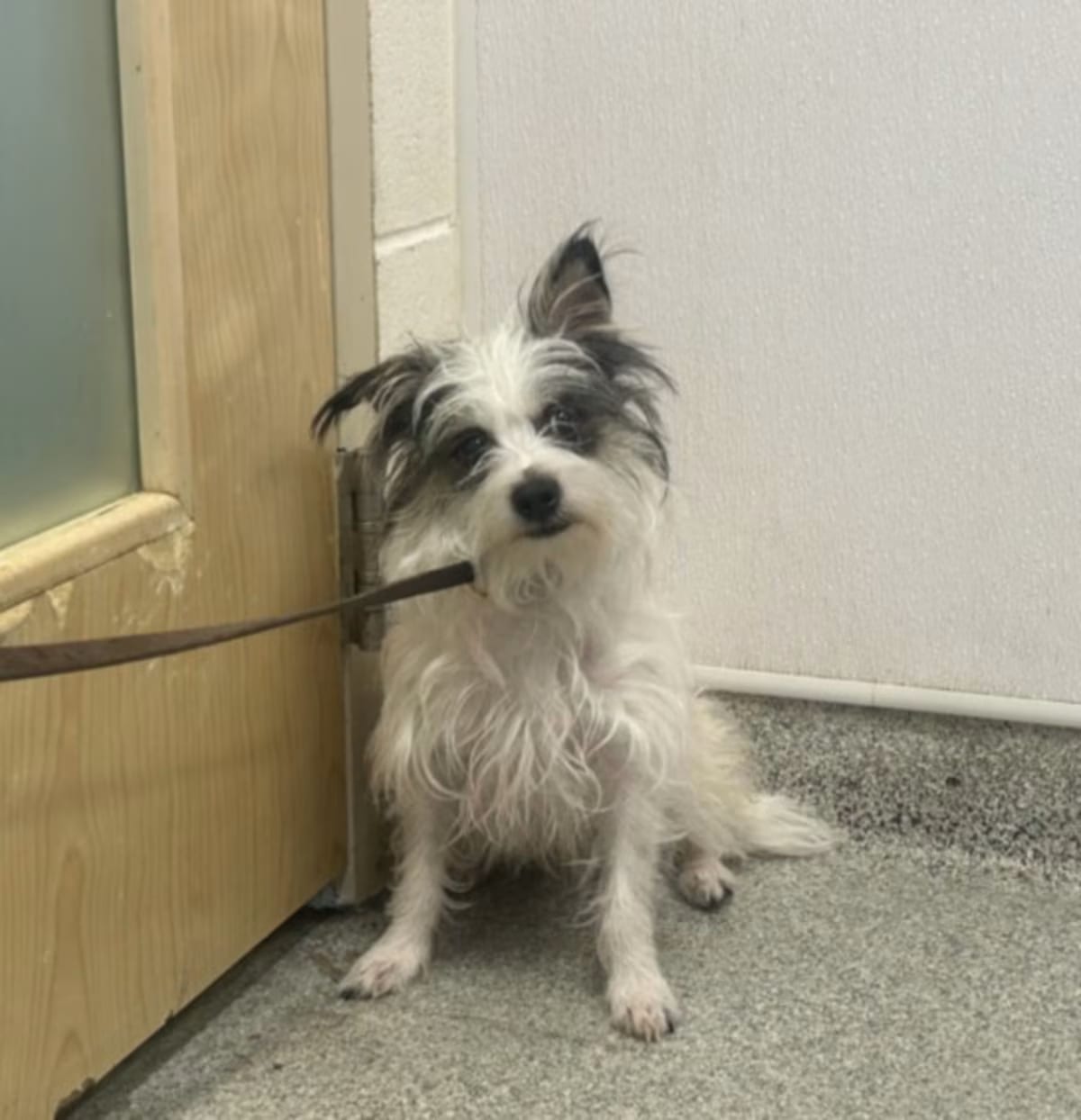 Photo of Nugget, adoptable Maltese/Rat Terrier in Loveland, Colorado