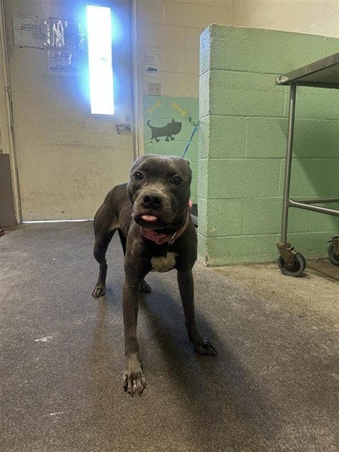 Photo of Jif, adoptable Pit Bull Terrier in Sacramento, California