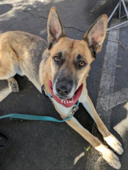 Photo of Danny, adoptable German Shepherd Dog in Van Nuys, California