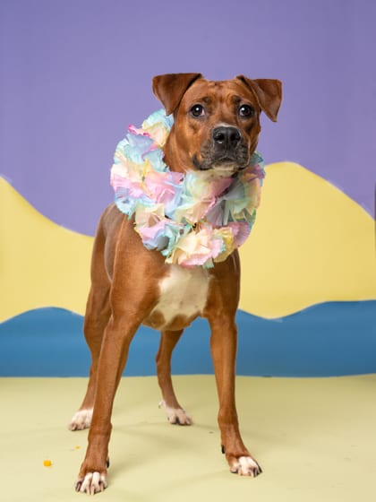 Photo of Cyrillic, adoptable dog in Atlanta, Georgia