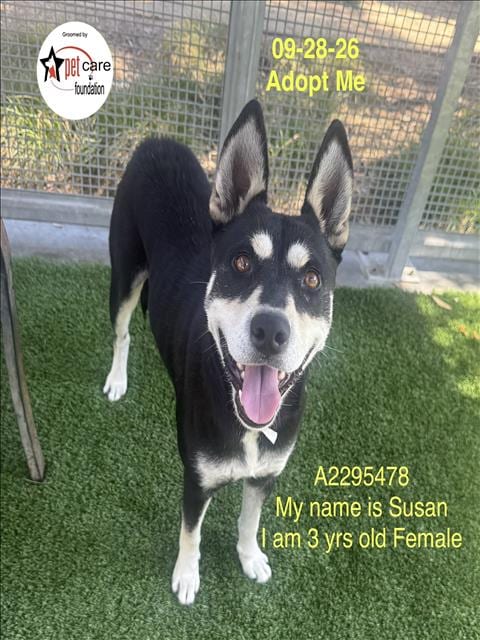 Photo of Susan, adoptable German Shepherd Dog in Los Angeles, California
