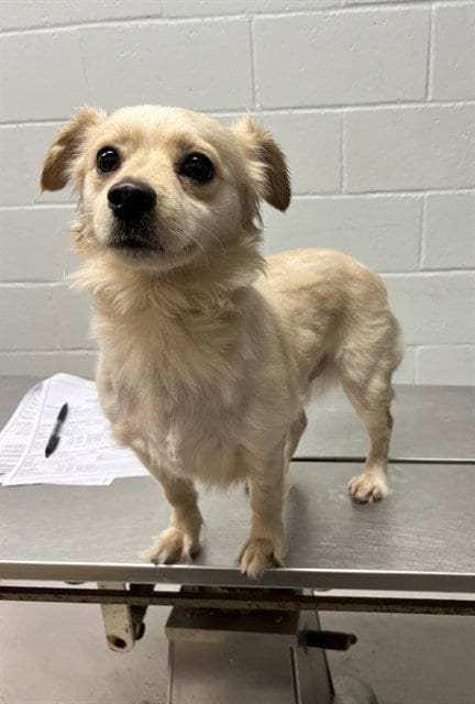 Photo of Frizzle, adoptable Chihuahua in Augusta, Georgia