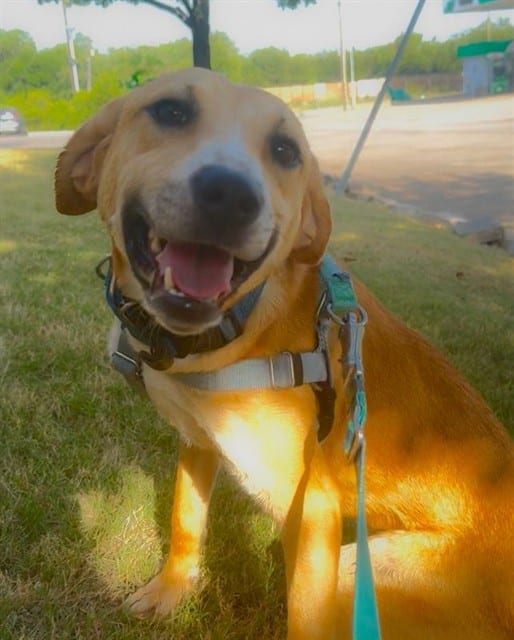 Photo of Jessie, adoptable Mixed Breed