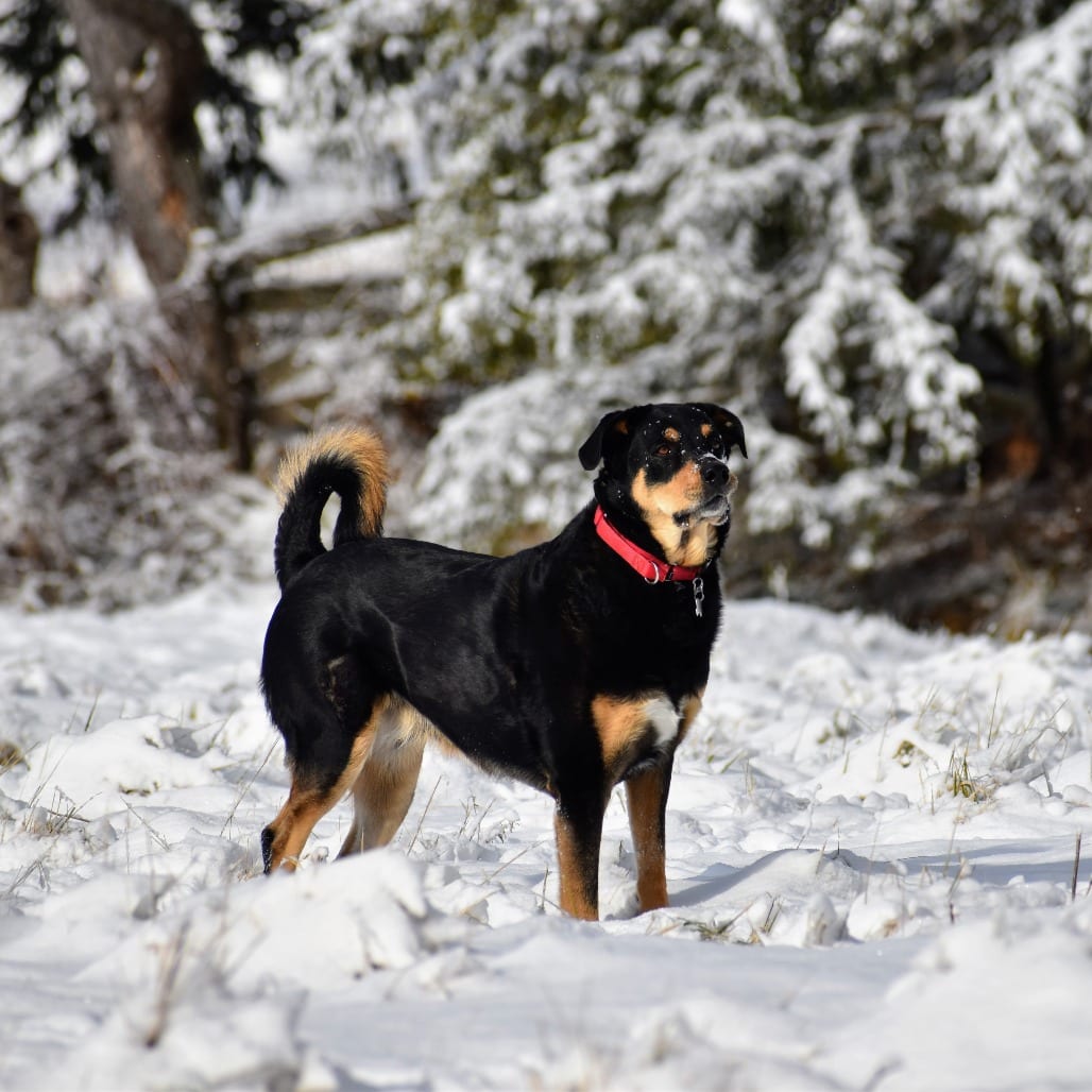 Photo of Zimmer, adoptable Mixed Breed (Medium) in Fairfax Station, Virginia