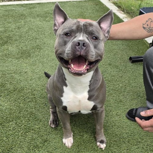 Photo of Ace, adoptable Pit Bull Terrier in Houston, Texas