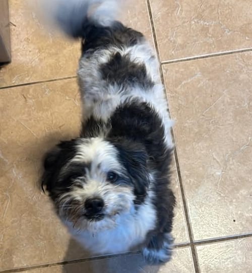 Photo of Theo in TX, adoptable Maltese in Cranston, Rhode Island