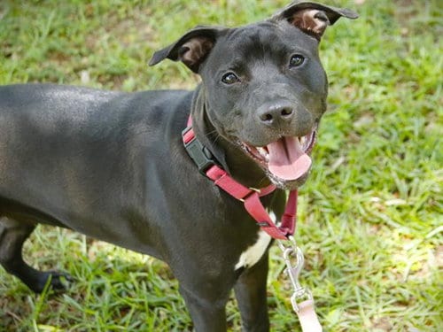 Photo of Hattie, adoptable Labrador Retriever in Tallahassee, Florida
