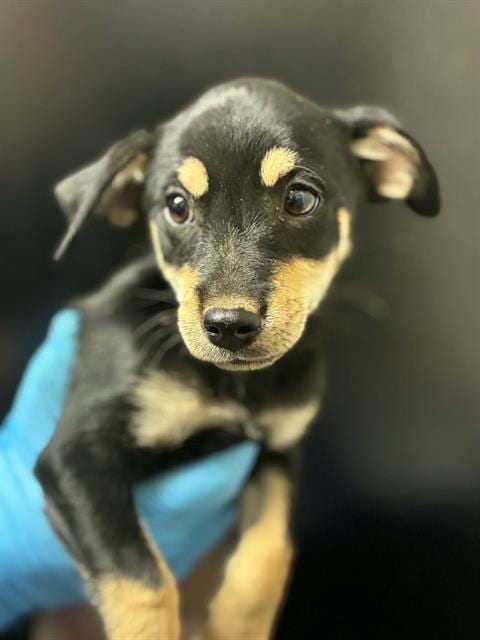 Photo of Frodo, adoptable Chihuahua in Visalia, California