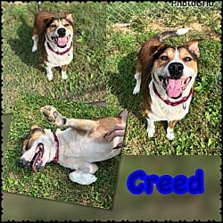 Photo of Creed, adoptable Mixed Breed (Medium) in Blountville, Tennessee