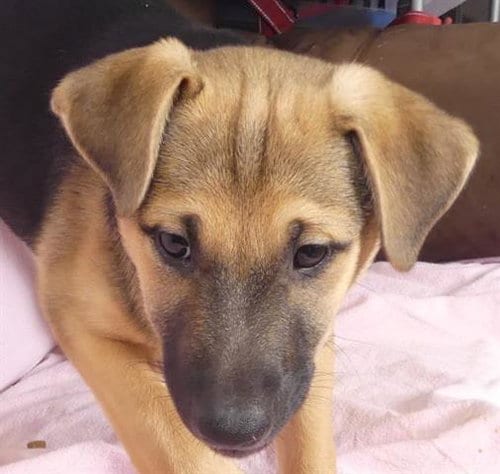 Photo of Spike, adoptable Catahoula Leopard Dog in Ukiah, California