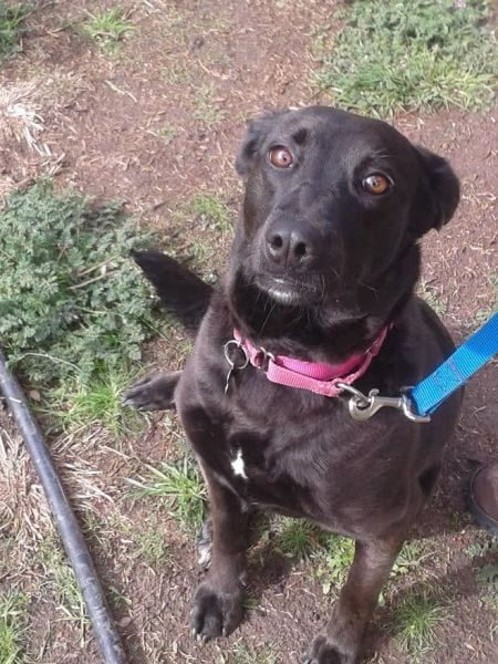Photo of Thelma, adoptable Labrador Retriever in Irvine, California