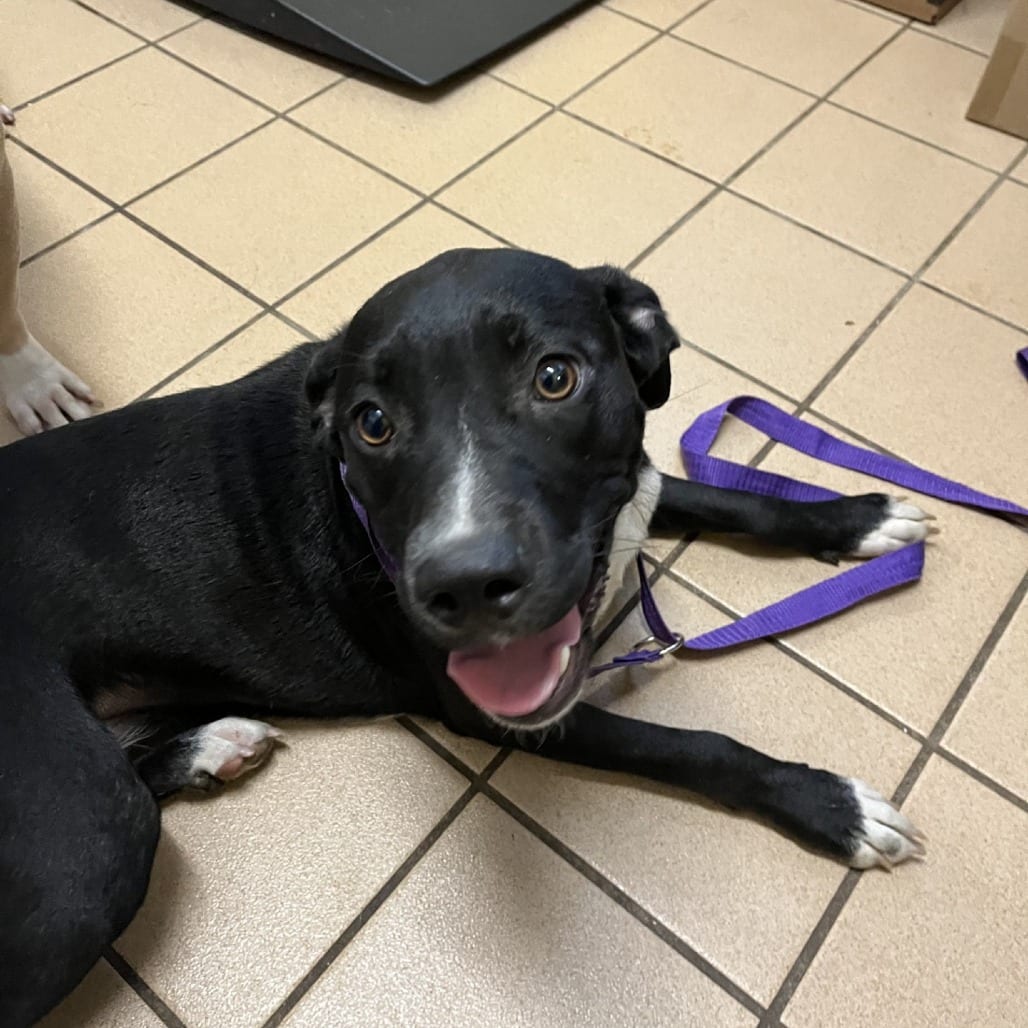 Photo of Fawn, adoptable Terrier, Pit Bull / Mix in Fort Pierce, Florida
