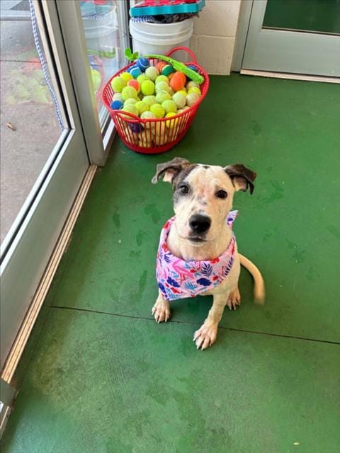 Photo of Lady, adoptable Labrador Retriever in Wilmington, North Carolina