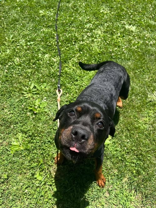 Photo of Kai, adoptable Rottweiler in Front Royal, Virginia