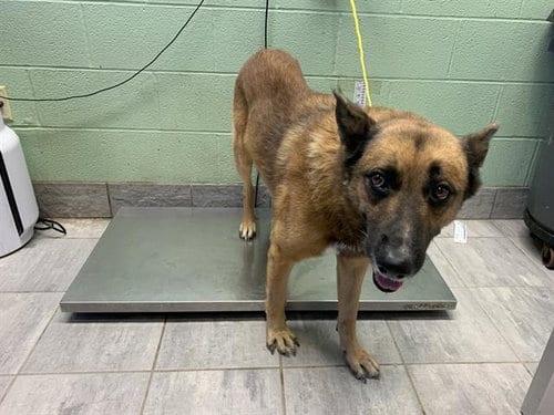 Photo of Bronco, adoptable German Shepherd Dog in Grand Prairie, Texas