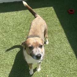 Photo of Timmy 6857, adoptable Mixed Breed (Medium) in Loxahatchee, Florida
