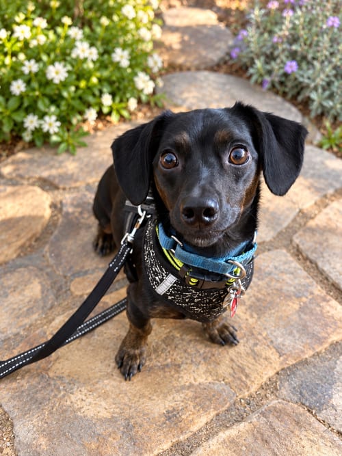 Photo of T-Bone, adoptable Dachshund in San Diego, California