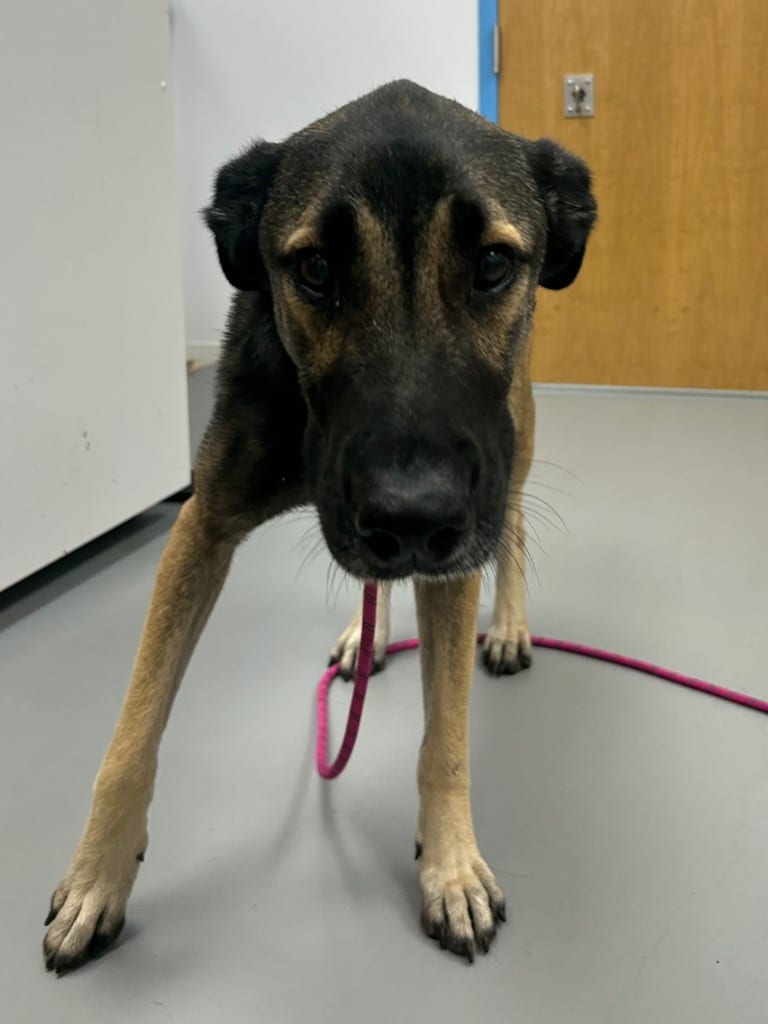 Photo of Robo, adoptable Shepherd in Hartsville, South Carolina