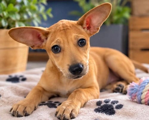 Photo of Gigi, adoptable Chihuahua in Margate, Florida