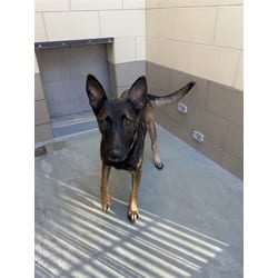 Photo of Bonny, adoptable Belgian Malinois in Jurupa Valley, California