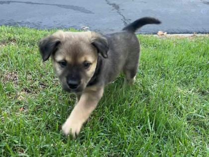 Photo of Mochi, adoptable Pit Bull Terrier in Camarillo, California