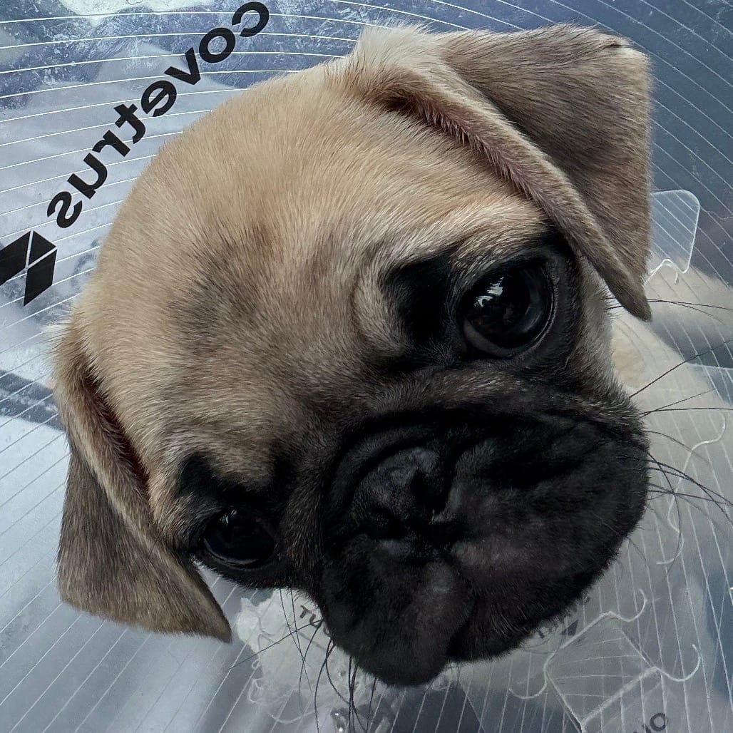 Photo of Olivia, adoptable Pug in California, California
