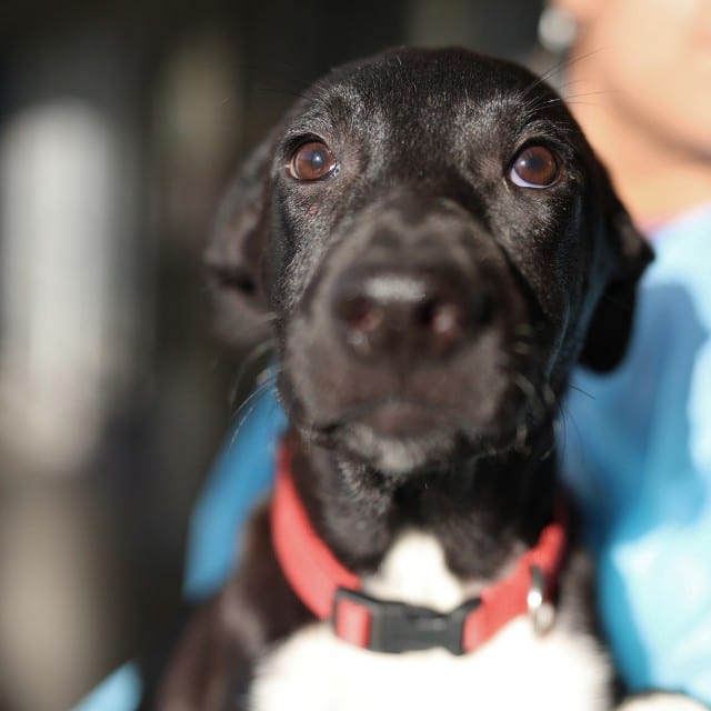 Photo of Max, adoptable dog in San Antonio, Texas