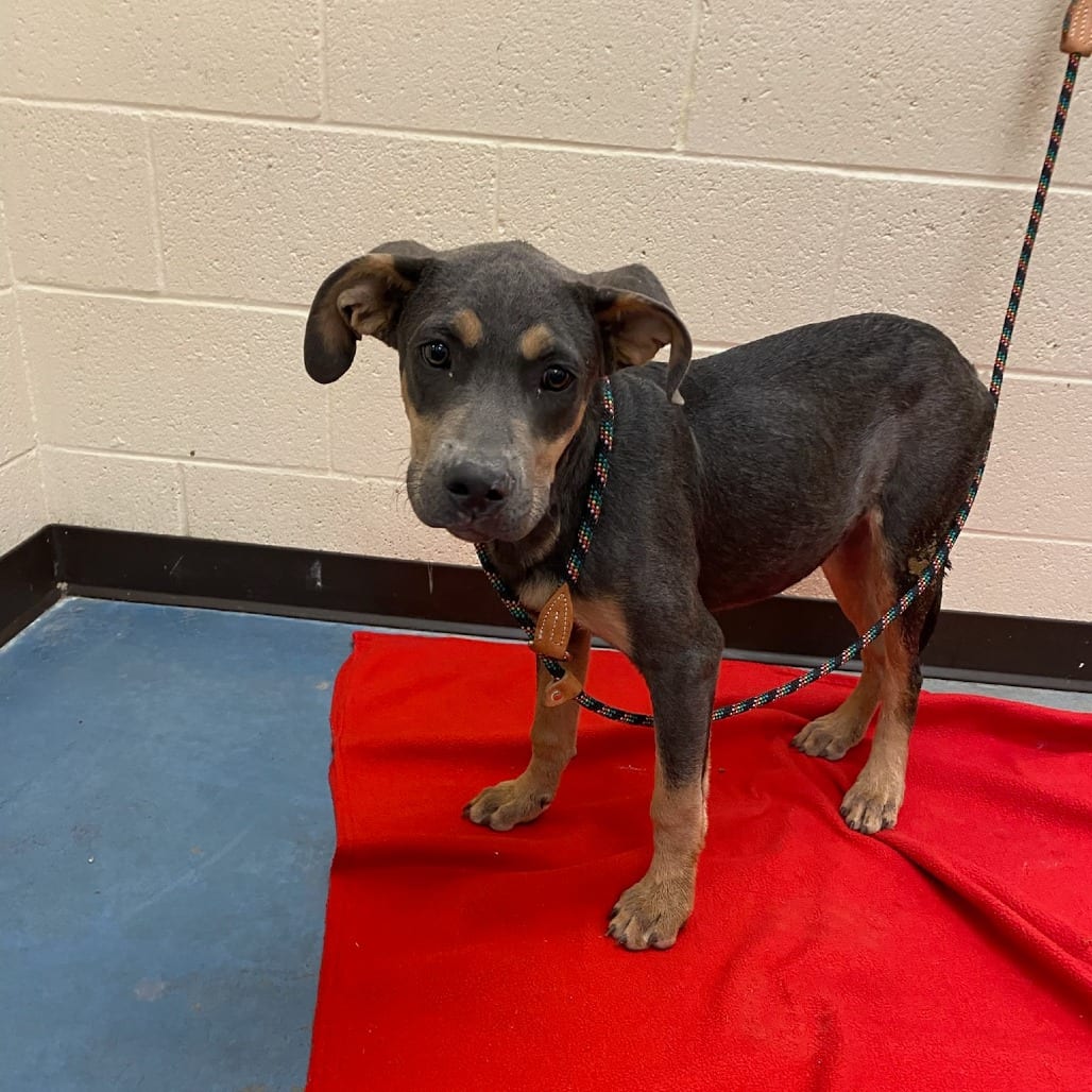 Photo of Agent Zero, adoptable dog