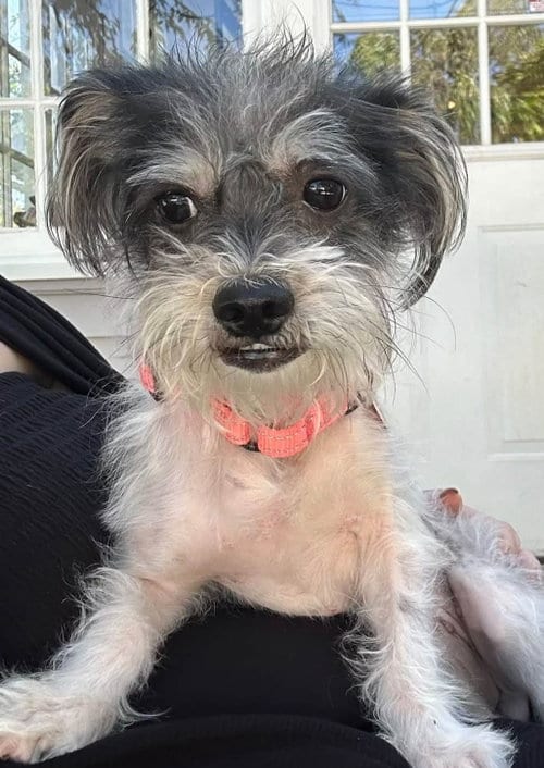 Photo of Leda, adoptable Yorkshire Terrier Yorkie in Rochester, New York