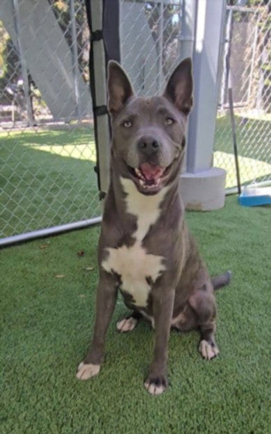 Photo of Buggy, adoptable Pit Bull Terrier in Los Angeles, California