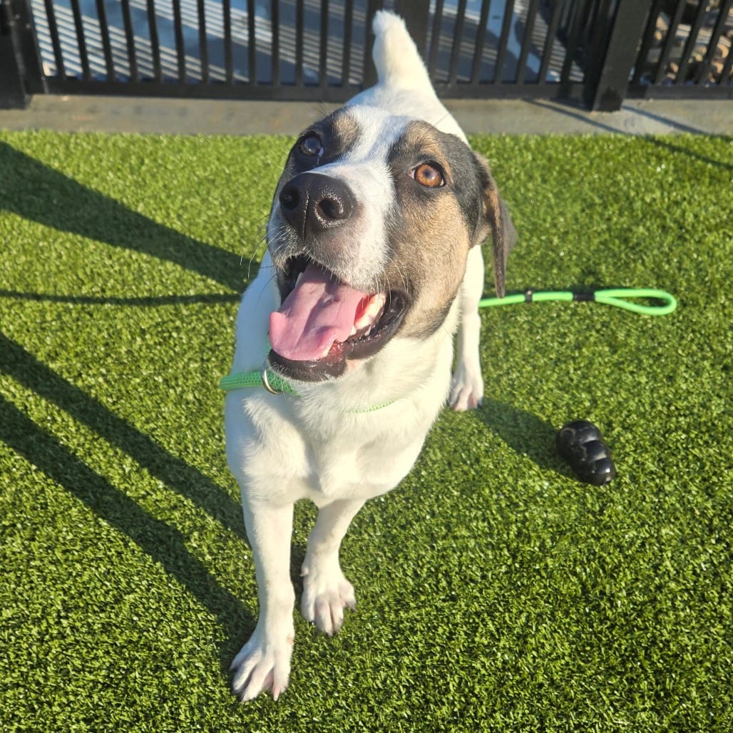 Photo of Ross, adoptable Mixed Breed (Medium) in Spartanburg, South Carolina