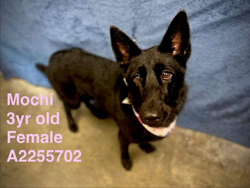 Photo of Mochi, adoptable German Shepherd Dog in Chatsworth, California