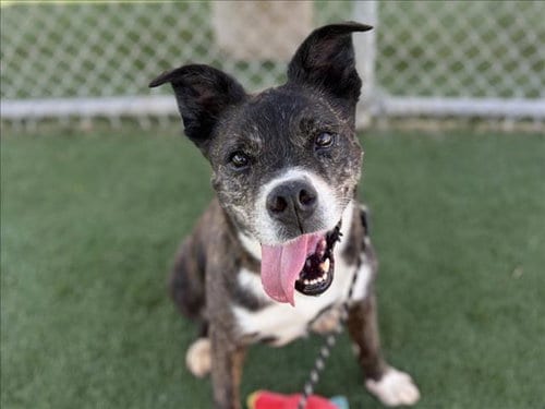 Photo of Lucy, adoptable Boxer in San Pedro, California