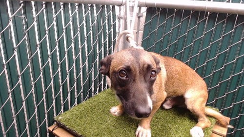 Photo of Nino, adoptable Chihuahua in Downey, California