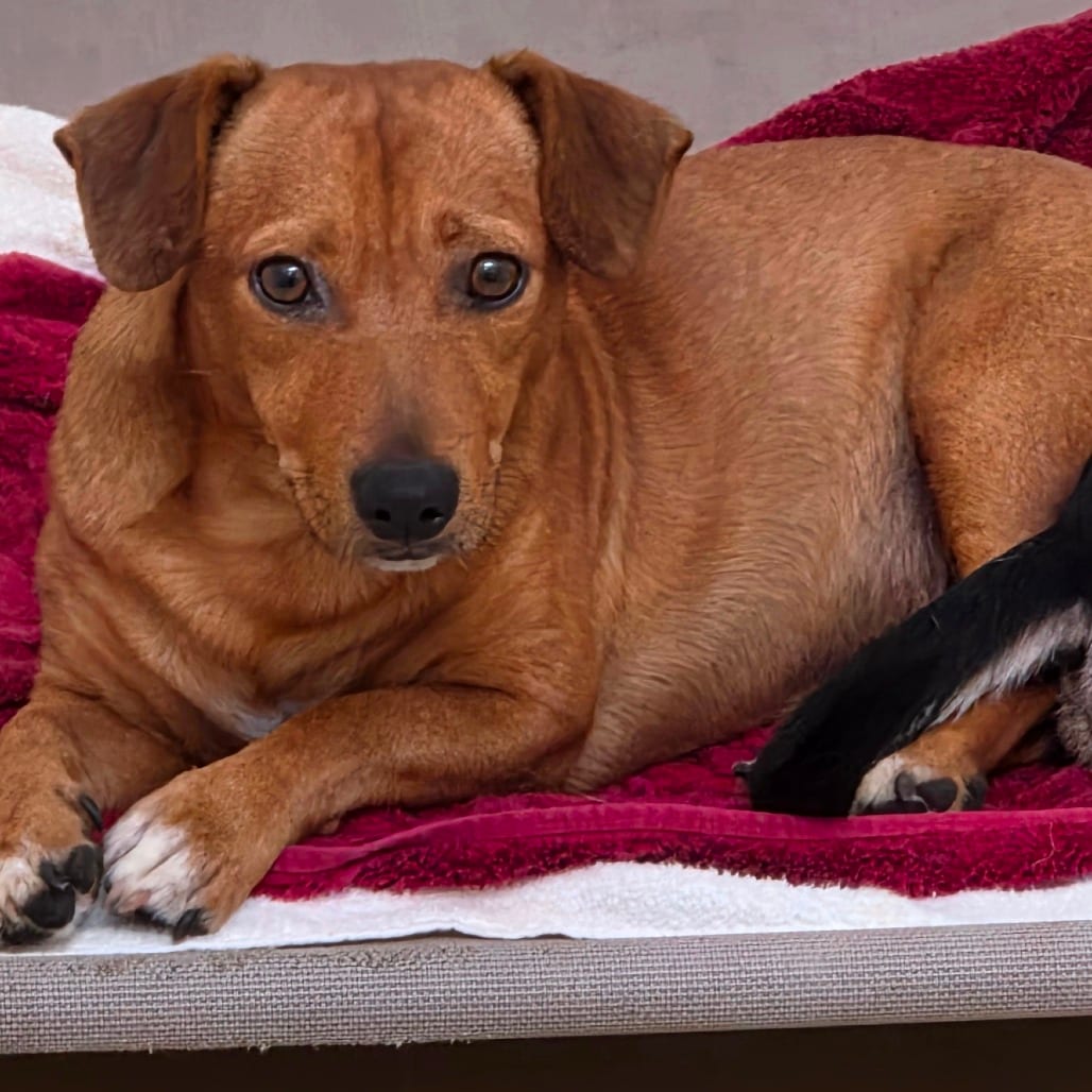 Photo of Michael Robby - City of Industry Location, adoptable Dachshund / Mix