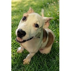 Photo of Maestro, adoptable American Pit Bull Terrier in Texas City, Texas