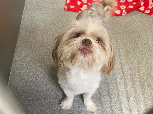 Photo of Vincent, adoptable Lhasa Apso in Orange, California