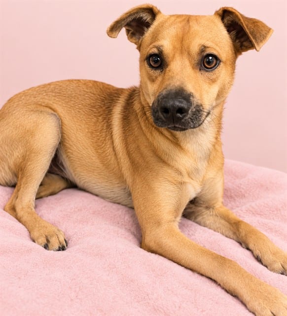 Photo of Lemont, adoptable Terrier in Miami, Florida