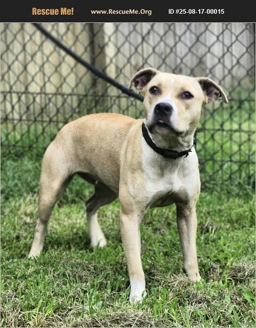 Photo of Anais, adoptable Pit Bull Terrier in Benton, Pennsylvania