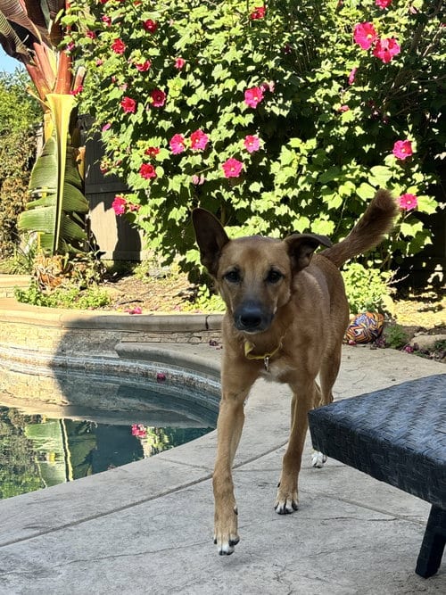 Photo of Zeus, adoptable Belgian Shepherd Malinois in Elk Grove, California