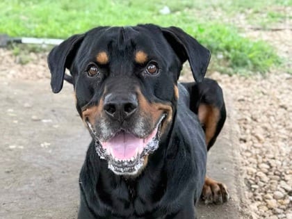 Photo of Hal, adoptable dog in Georgetown, Texas