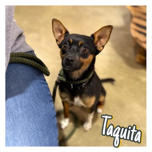 Photo of Sweetie (Taquita), adoptable Chihuahua in Pierceton, Indiana